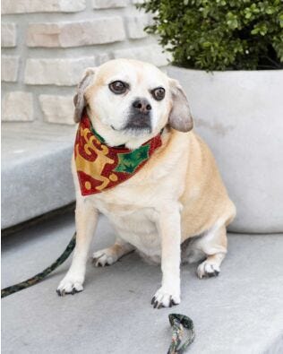 GO! Glamour Reversible Pet Collar Covers Pattern