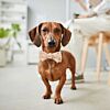 GO! Bow Tie Pet Collar Pattern by Chris Marchini of Rose City Originals